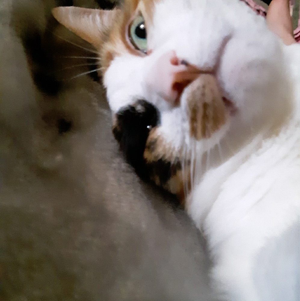 Meet your Posher, Alexis